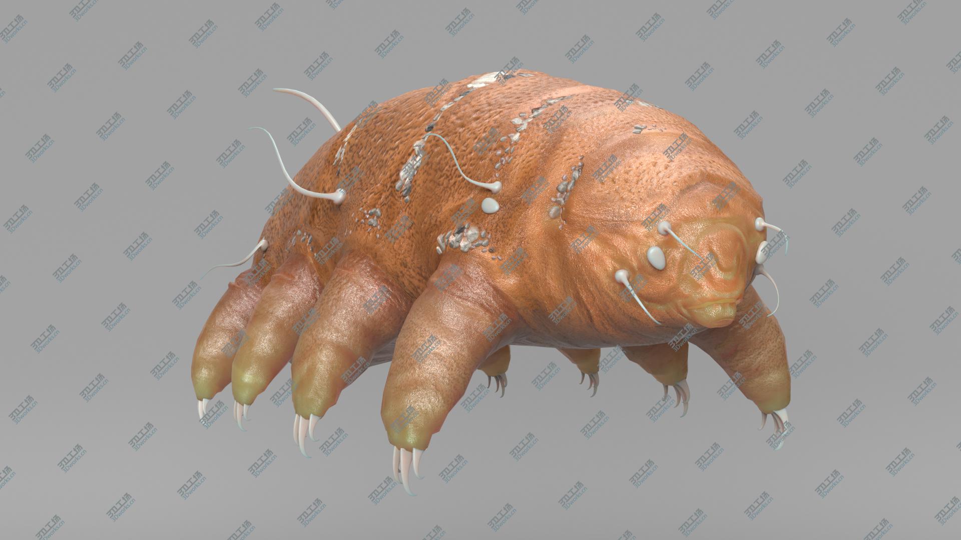images/goods_img/202104023/Tardigrade 3D model/2.jpg